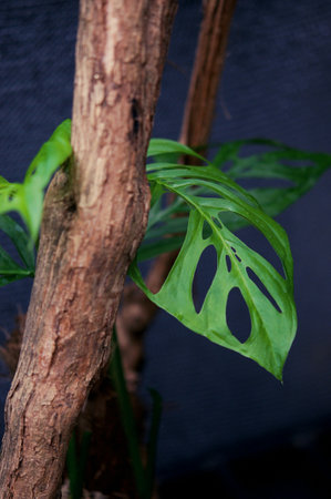 plant green leaf in greenhouse, a leaf , tropical leafの写真素材