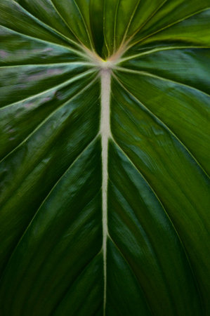 Philodendron Gloriosum growing wild in the rain forest. Green velvet, white vein, heart shape,...