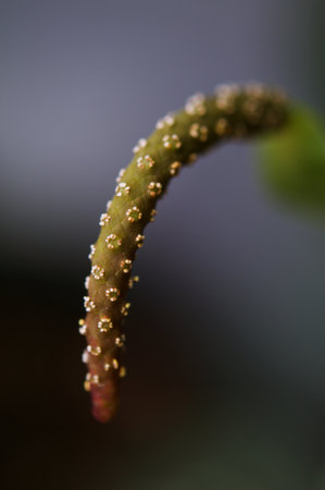 Close up of Anthurium Clarinervium flower on a blurry backgroundの写真素材