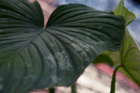 Philodendron Gloriosum growing wild in the rain forest. Green velvet, white vein, heart shape, rainforest foliage, huge leaf. Suitable for indoor plant backgroundの写真素材