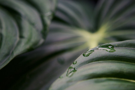 Philodendron Dean McDowell leaf growing wild in the rain forest. Green velvet, white vein, heart shape, rainforest foliage, huge leaf. Suitable for indoor plant backgroundの写真素材