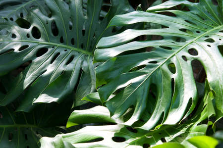 Tropical green leaves background, Monstera Deliciosa leaf on wall with dark toning, floral jungle pattern concept backgroundの写真素材