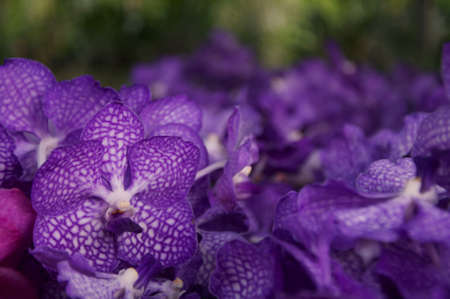 Orchid flower in garden at winter or spring day. Orchid flower for beauty and agriculture design. Beautiful orchid flower in garden. Beautiful pink purple Orchid, Vanda hybridsの写真素材