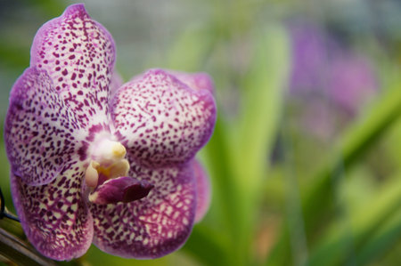 Orchid flower in garden at winter or spring day. Orchid flower for beauty and agriculture design....