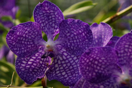 Orchid flower in garden at winter or spring day. Orchid flower for beauty and agriculture design....