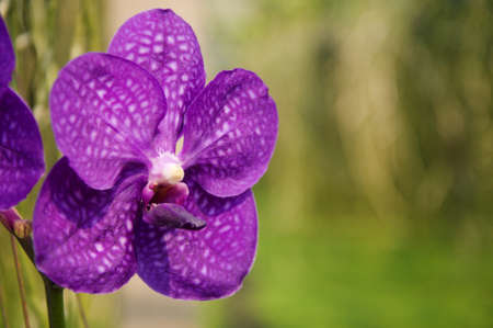 Orchid flower in garden at winter or spring day. Orchid flower for beauty and agriculture design. Beautiful orchid flower in garden. Beautiful pink purple Orchid, Vanda hybridsの写真素材