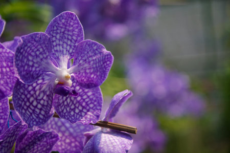 Orchid flower in garden at winter or spring day. Orchid flower for beauty and agriculture design....