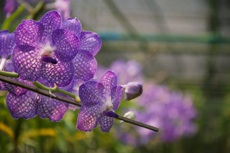 Orchid flower in garden at winter or spring day. Orchid flower for beauty and agriculture design....