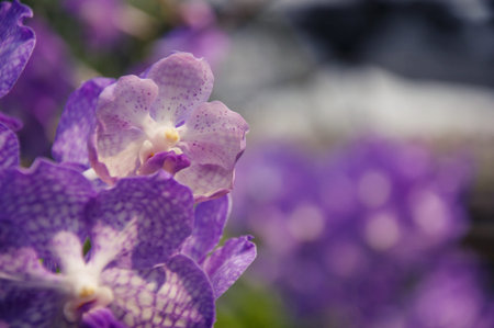 Orchid flower in garden at winter or spring day. Orchid flower for beauty and agriculture design. Beautiful orchid flower in garden. Beautiful pink purple Orchid, Vanda hybridsの写真素材