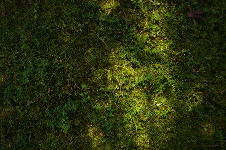 Fresh Summer Or Spring Park Lawn. Backyard Garden Grass Empty Background Or Horizontal Texture, Tree...