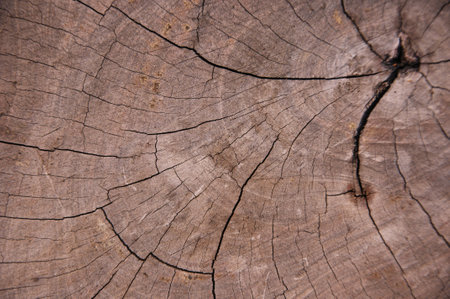 Bark tree, Cross section of a chainsawed tree trunk with circles, tree bark texture background wallpaperの写真素材