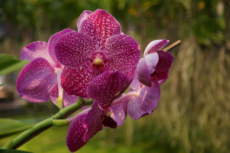 Orchid flower in garden at winter or spring day. Orchid flower for beauty and agriculture design. Beautiful orchid flower in garden. Beautiful pink purple Orchid, Vanda hybridsの写真素材
