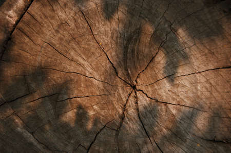 Close Up of Bark on Tree Stump. Old tree. many years old. carbon sink. close up of bark.macro photography. multi use. blog. article. background or backdrop. sunlight on bark.の写真素材