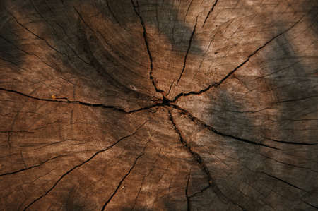 Close Up of Bark on Tree Stump. Old tree. many years old. carbon sink. close up of bark.macro photography. multi use. blog. article. background or backdrop. sunlight on bark.の写真素材