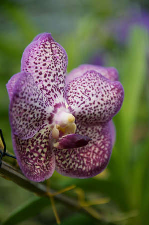 Orchid flower in garden at winter or spring day. Orchid flower for beauty and agriculture design. Beautiful orchid flower in garden. Beautiful pink purple Orchid, Vanda hybridsの写真素材