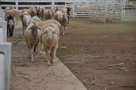 Sheep in the farm. Farm animals. Livestock.の写真素材