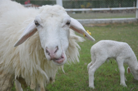 Sheep and lambs in the farm, closeup of photoの写真素材