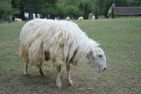 Sheep in the farm, sheep in the farm, sheep in the farmの写真素材
