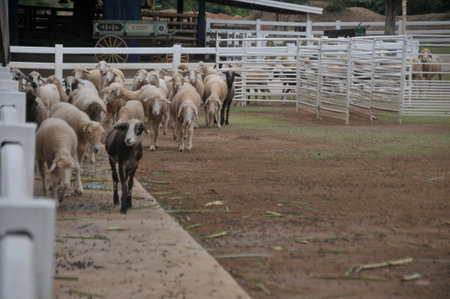 Sheep in the paddock at the animal farm, Thailand.の写真素材