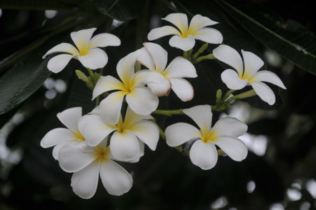 white and yellow frangipani flowers with leaves in the backgroundの写真素材