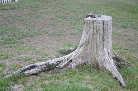tree stump in the park, close up of tree stump in the parkの写真素材