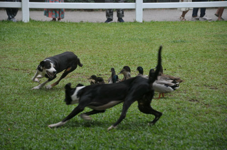 Black and white dog running on green grass with ducklings in backgroundの写真素材