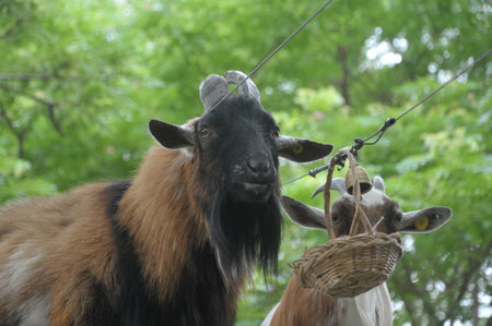 goat with a basket on a background of greenery and treesの写真素材