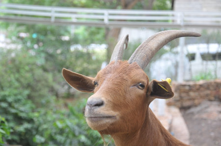 Portrait of a goat in a zoo, looking at the cameraの写真素材