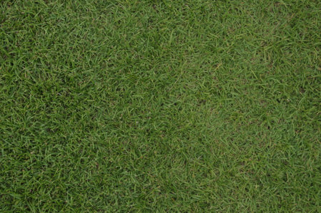 Green grass texture for background. Green grass pattern and texture background.の写真素材