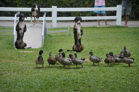 Ducks and ducks in a paddock at a farm in Australiaの写真素材
