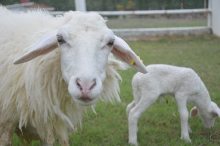 Sheep and lambs in the meadow, closeup of photoの写真素材