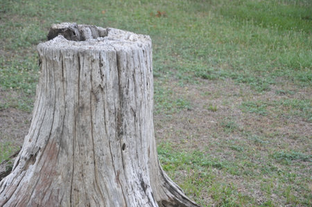 Old tree stump on the meadow in the park, Thailand.の写真素材