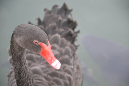 Black swan on the lake, close-up of the headの写真素材