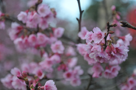 cherry blossom in spring, sakura, sakura, cherry blossomの写真素材