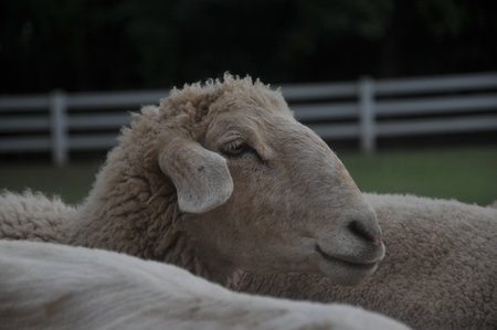Sheep in the paddock, close-up of sheep headの写真素材