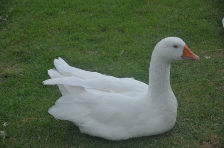 white goose on the grass in the park, closeup of photoの写真素材