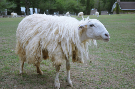 Sheep in the field. Sheep in the field. Sheep farm.の写真素材