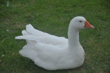 White goose on the grass in the park, closeup of photoの写真素材