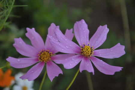 Cosmos flowers with rain drops on petals, close-upの写真素材