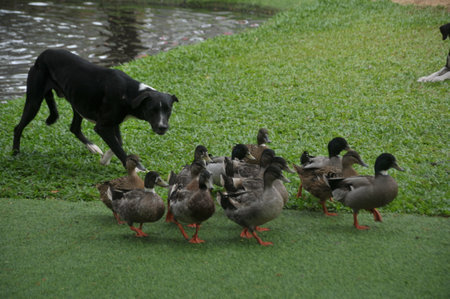 duck and german shepherd in the park, photo as a background, digital imageの写真素材