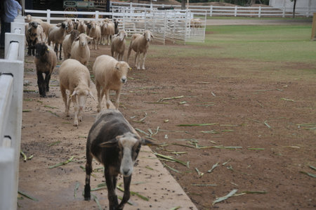 Sheep in the paddock at the animal farm, Thailand.の写真素材