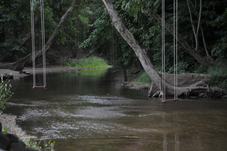 Swing on the river in the jungle, Thailand, South East Asiaの写真素材