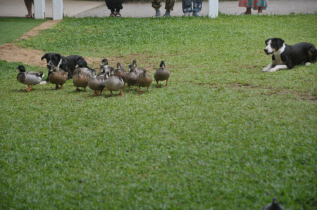 Ducks and ducks on the green grass in the park, Thailand.の写真素材