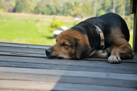Beagle dog sleeping on a wooden floor in the garden, Thailand.の写真素材