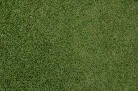 Green grass texture background. Top view of green grass field texture background.の写真素材