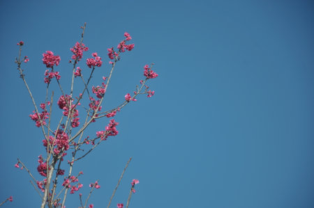 cherry blossom on blue sky background, spring season in Thailandの写真素材
