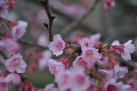 cherry blossom in hokkaido japan during springの写真素材