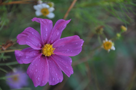 Cosmos flower with water drops on the petals in the gardenの写真素材