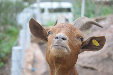 Portrait of a goat in a farm, close-up.の写真素材