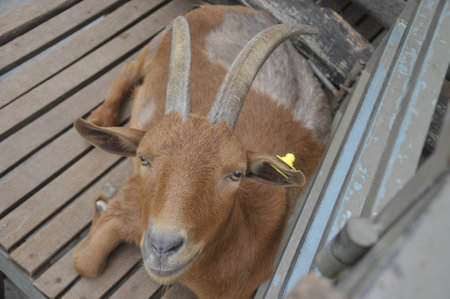 Goat in the farm, close up of head and neck.の写真素材